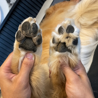 Paw Pro Trimmer