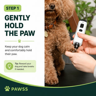Prepare Your Pet